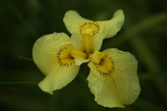 花菖蒲♪2