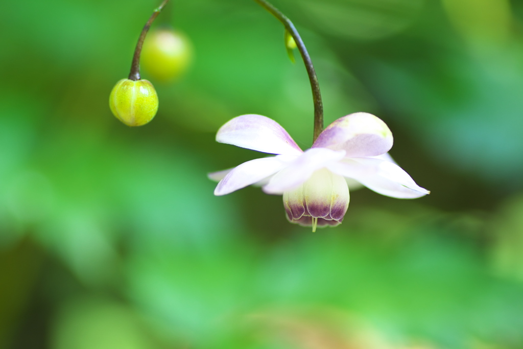 自然園の夏Ⅲ♪9