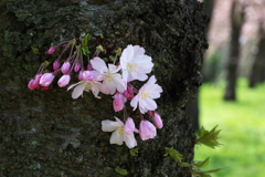 思川桜1