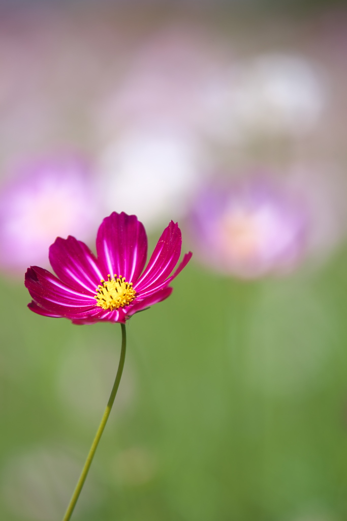 秋桜・鬼怒グリーンパーク♪8