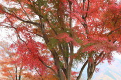 富弘美術館・紅葉♪11