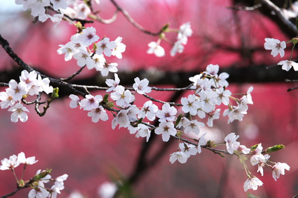 さ・く・ら（桃の花をバックに）