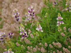 初夏のフラワーパーク♪8 初夏のフラワーパーク♪8