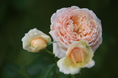 真夏の薔薇♪3