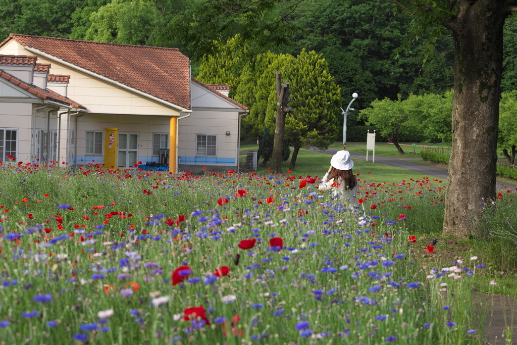 公園の花たち♪4