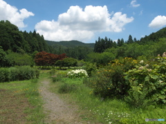 花農場の夏♪１