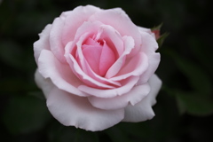 思い出の薔薇♪4
