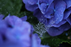 礒山神社の紫陽花♪16