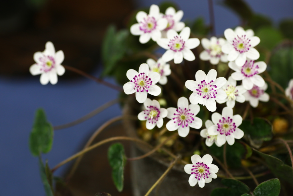 ちっちゃな雪割草♪４