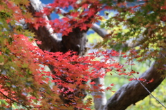 記念館はすぐそば♪１