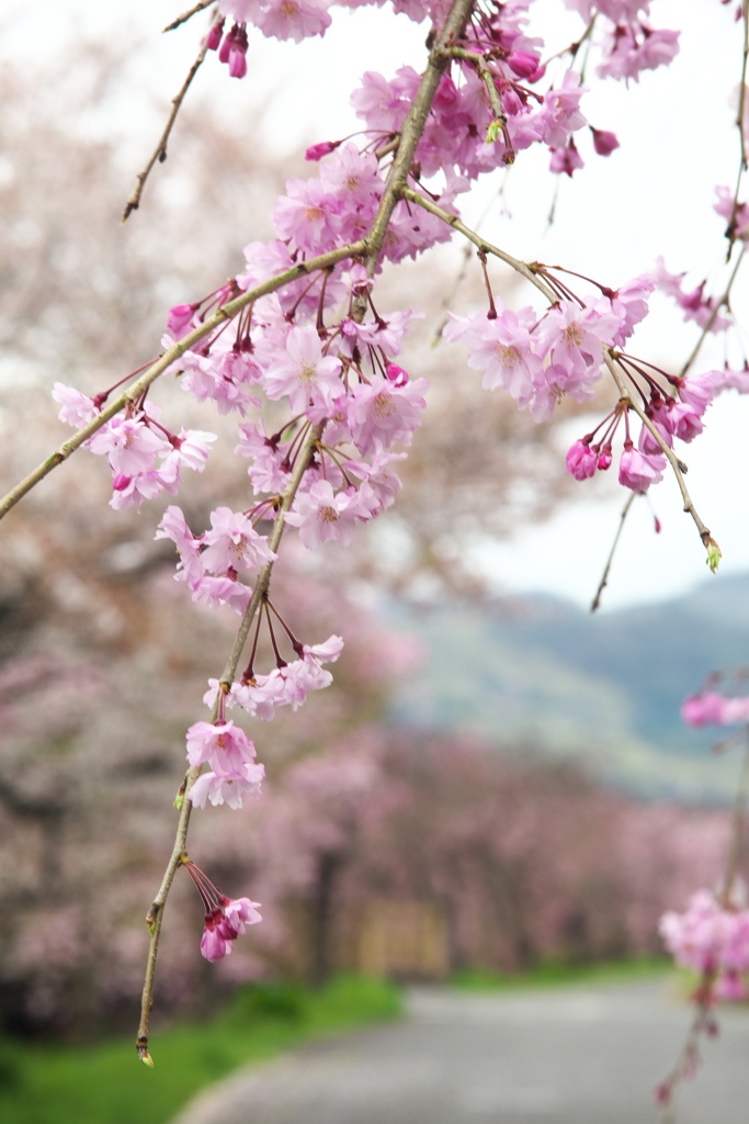 しだれ桜揺れて♪3