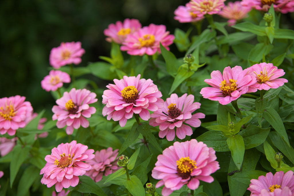 秋の花センター♪3