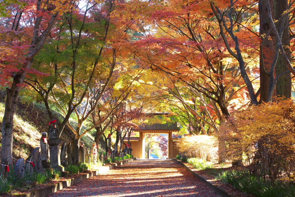 紅葉・金蔵院Ⅱ♪3