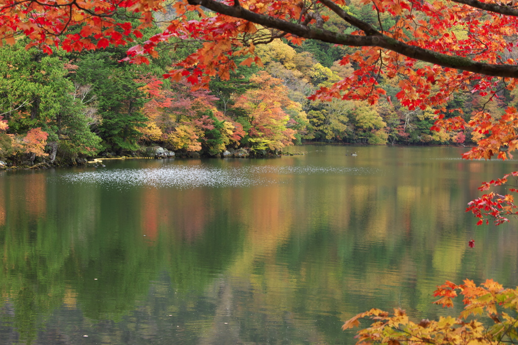 奥日光紅葉・湯ノ湖♪10