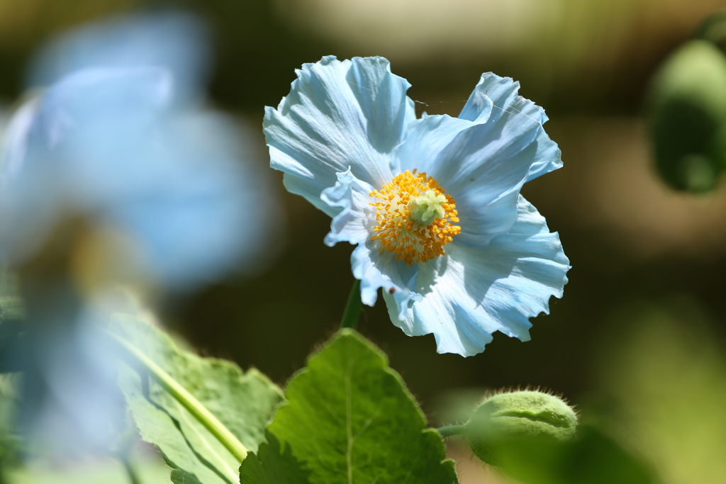 ヒマラヤの青いケシ♪1