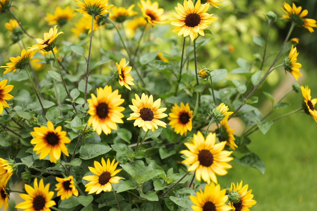 初夏のフラワーパーク♪2