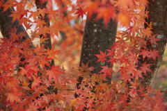 水辺の紅葉♪6