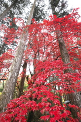 紅葉・古峯園♪2