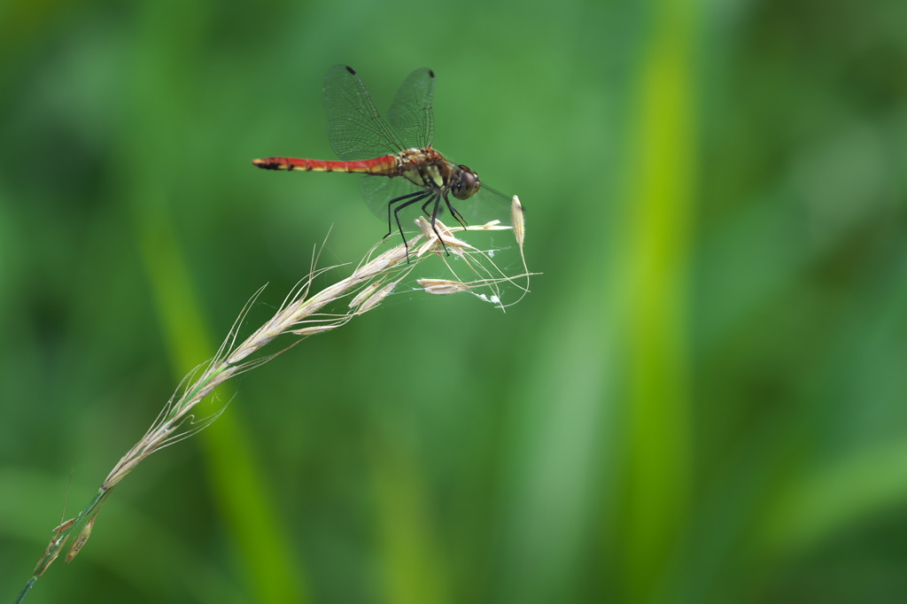 高原のお花畑♪4
