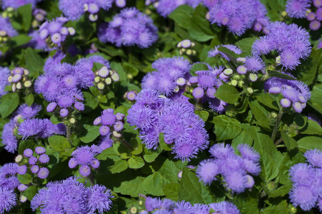 微笑みの花たち♪17