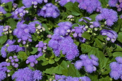 微笑みの花たち♪17