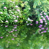初夏の公園♪5