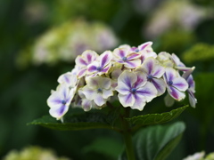 紫陽花♪4