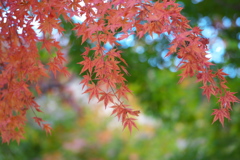 浄光寺の秋♪９