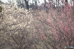 梅かおる・錦鯉公園♪5