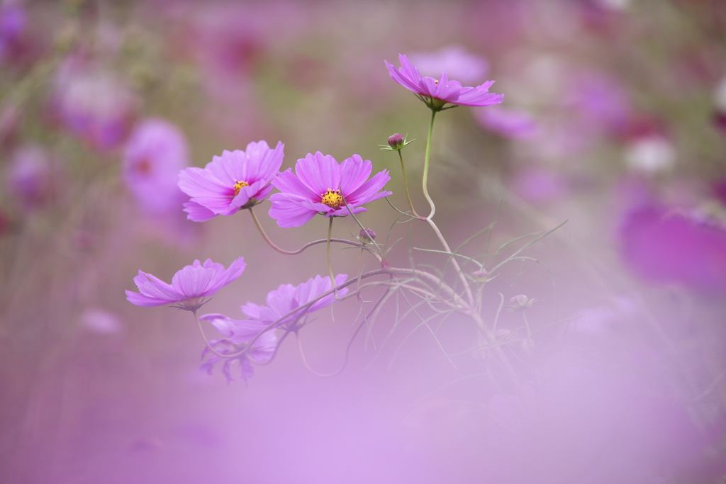 秋桜・鬼怒グリーンパーク♪9