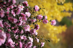 紅葉の頃・太平山♪9
