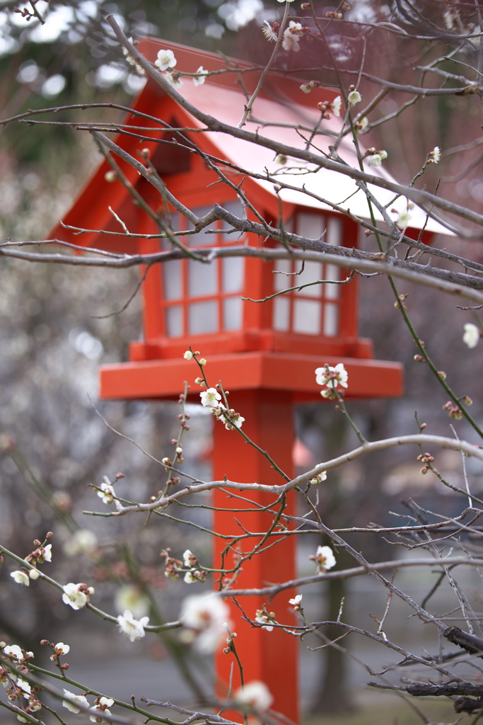 梅の天神様♪3