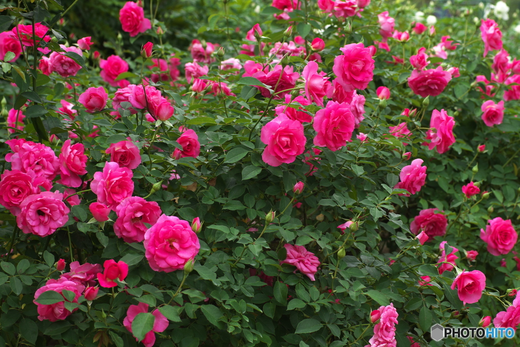 秋の薔薇Ⅳ