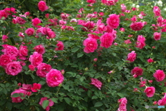 秋の薔薇Ⅳ