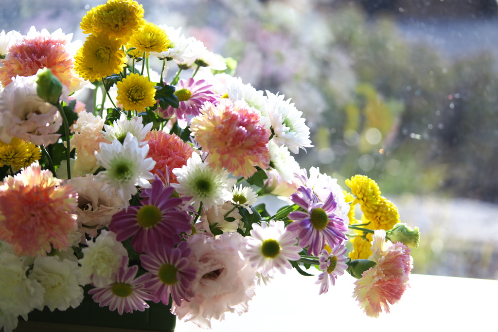 春を呼ぶ花たち♪10
