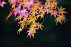 古峰神社の秋♪９