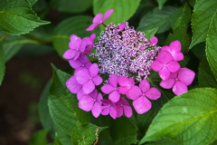 紫陽花・とちぎ花センター♪8