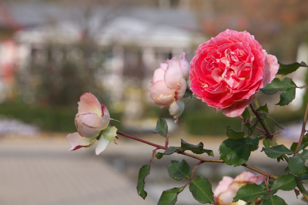 花で心を温めて♪1