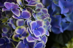紫陽花♪6