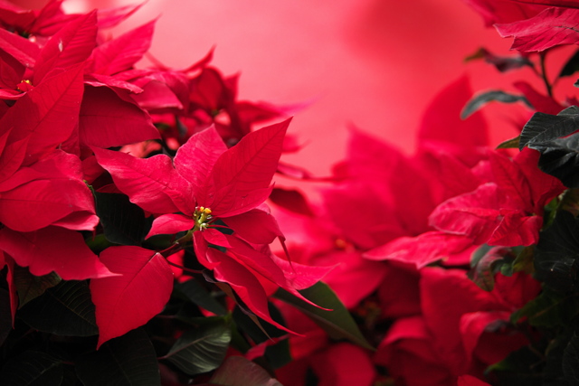 花・草木写真集
