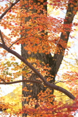 紅葉・鑁阿寺♪2