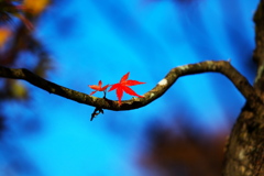 日光・紅葉の頃♪18