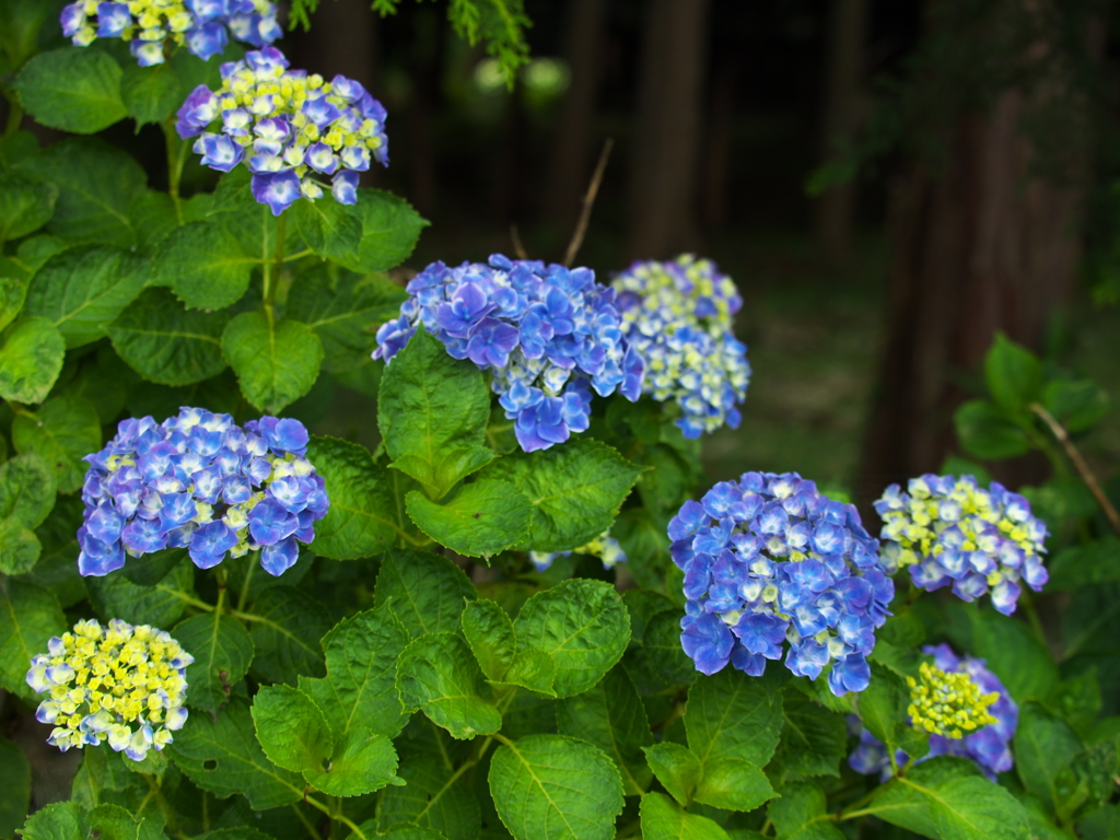 紫陽花の頃♪3