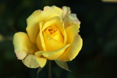 秋の薔薇・あしかがフラワーパーク♪3