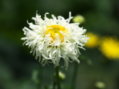 クレイジーデージー