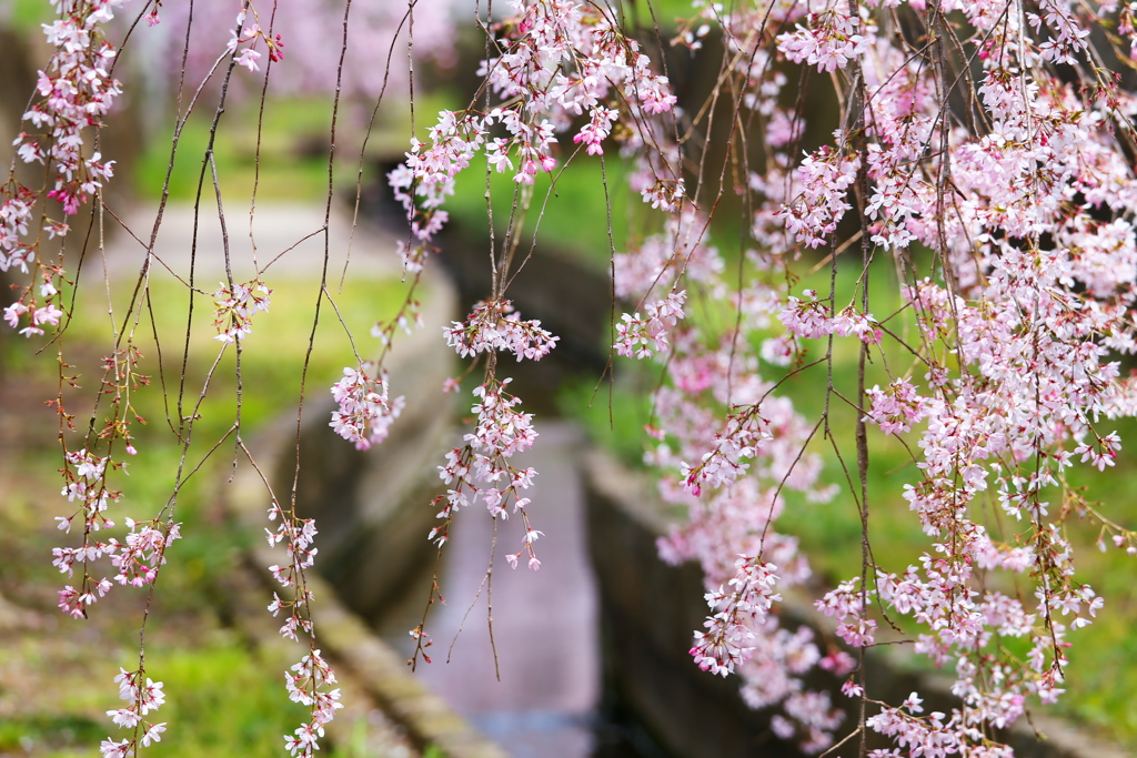 しだれ桜♪5