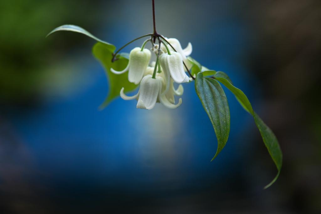 山野草の囁き♪5
