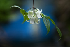 山野草の囁き♪5