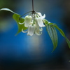 山野草の囁き♪5