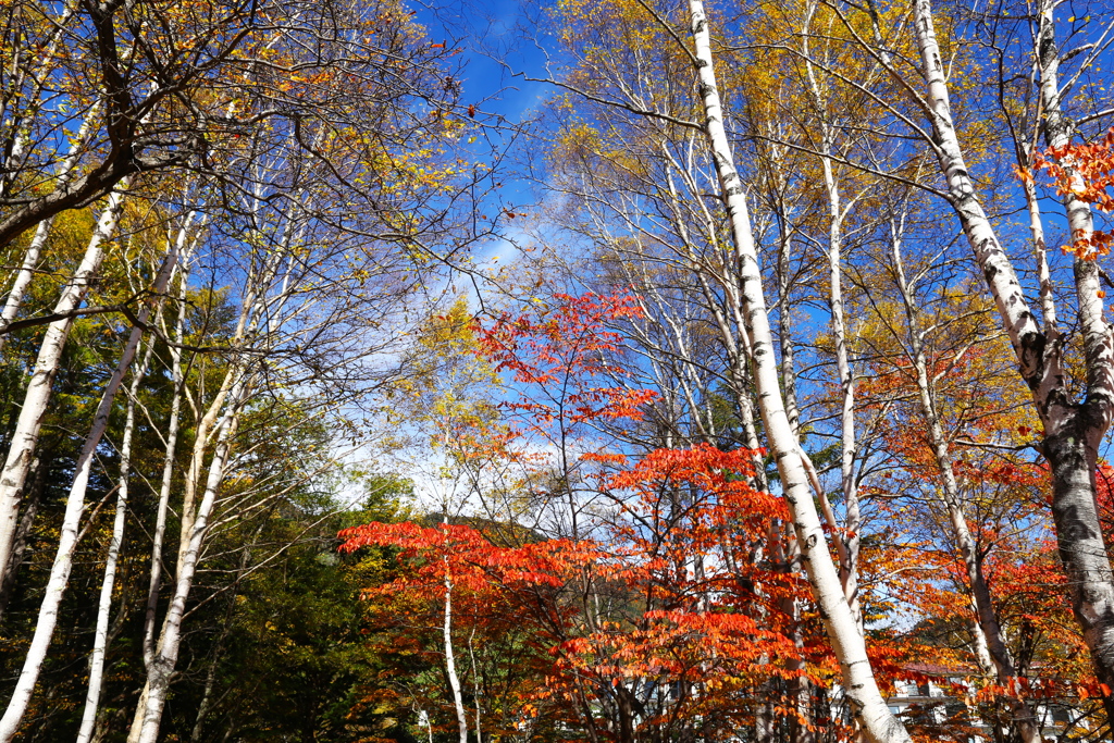 紅葉・奥日光♪10